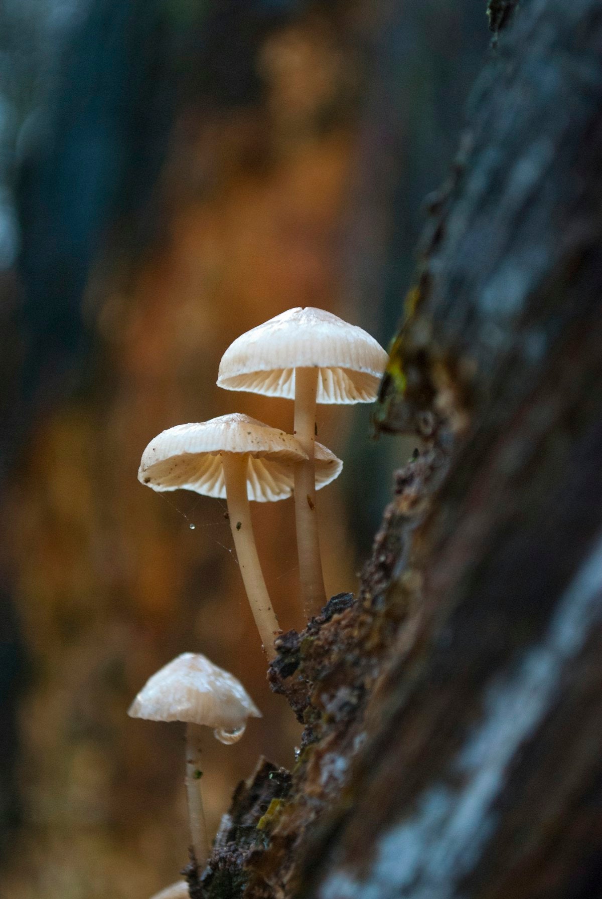 Extracto de hongo Reishi natural